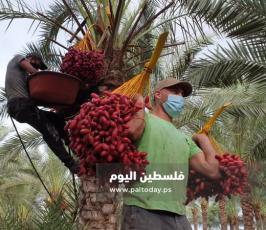 ثمار البلح (8).jpg