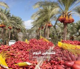 ثمار البلح (9).jpg