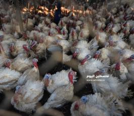 مزارع حبش ‫(166361626)‬ ‫‬.jpg