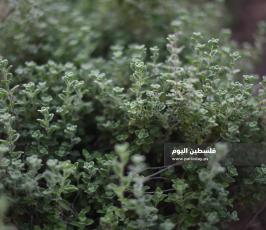  زراعة الزعتر بغزة ‫(39059974)‬ ‫‬.jpeg