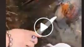 شاهد كيف يتم استخراج اللؤلؤ