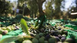 سنة زيتون شلتونية على فلسطين