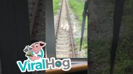 White Geese Walk on Train Tracks || ViralHog