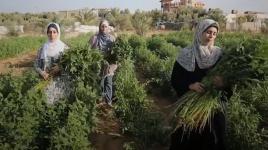 خريجات ينشئن مشروعاً زراعياً خاصاً للتغلب على البطالة في قطاع غزة