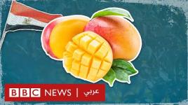 التغيّر المناخي والغذاء :هل تفقد مصر ثمار المانجو؟ ....