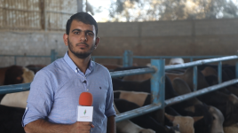 موسم الأضاحي في "قطاع غزة" وفرة الكميات يقابلها عزوف المواطن عن الشراء