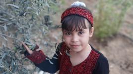 طفلة فلسطينية ترتدي الثوب الفلاحي تشارك في قطف ثمار الزيتون