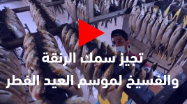تجهيز أسماك الفسيخ والرنقة لموسم عيد الفطر في قطاع غزة
