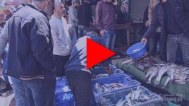صيد وفير ومفاجئ لأسماك السردينة من بحر خانيونس  جنوب القطاع