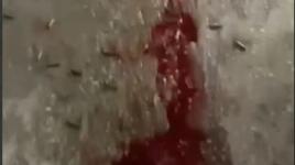 مشاهد من الاشتباكات المسلحة مع قوات الاحتلال بمخيم طولكرم