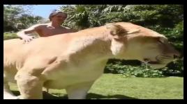 هل شاهدت هذا النمر الهجين من قبل؟