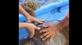 شاهد: انقاذ سلحفاة بحرية من حبل الاعدام!