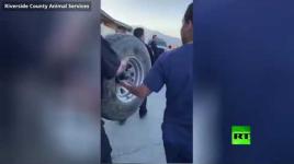 الإطفائيون يحررون جروا من "إطار عجلة" سيارة