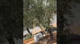 المستوطنون يواصلون مهاجمة قاطفي الزيتون في نابلس....