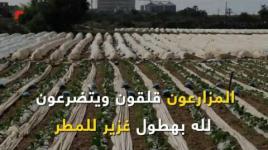 غزة بلا شتاء ...هل تتحقق التوقعات بمنخفض جوي قادم يمكنه أن ينقذ موسم الزراعة