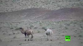 رصد جمل فريد في الصين..