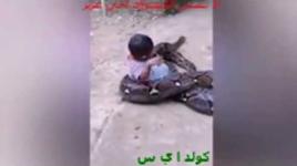 طفل يداعب ثعبانا ضخما
