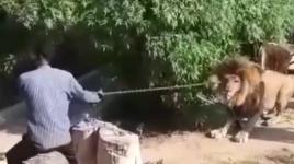 أسد يستسلم لمجموعة من الشبان في الصومال وهم يسحبونه بعيدا عن مكان سكنهم