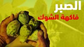 الصبر فاكهة الشوك المحببة للغزيين