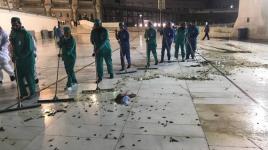 #شاهد: صراصير الليل تهاجم مكة بأعداد هائلة