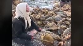 شاهد كيف يتم تجهيز بزر دوّار الشمس؟