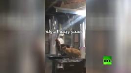 قطة تقطع سيخ شاورما في لبنان