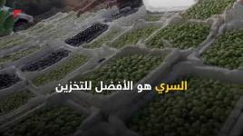 ذهب غزة الأخضر.. شامخ في صموده