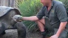 شاهد| سلحفاة تبلغ من العمر ٦٨ عامًا وتزن ١٥٠ كيلو غرام