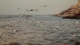 طائر النورس على شاطئ بحر غزة