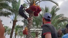 موسم جني ثمار البلح في قطاع غزة
