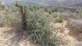 شرطة الاحتلال تخلع أشتال الزيتون في ساحات المسجد الأقصى
