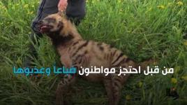 مصير ضبع....