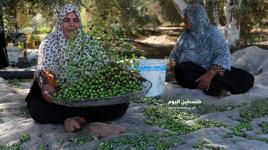 انطلاق موسم قطف الزيتون وتشغيل المعاصر بمدينة غزة‎