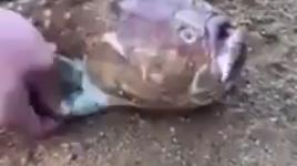 اسماك وكائنات بحرية لم تراها من قبل!