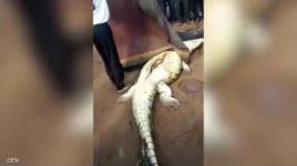 استخراج بقايا طفل صغير من داخل تمساح