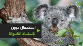استعمال طائرات درون لإنقاذ الكوالا من الإنقراض..