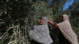 بدء موسم قطف الزيتون بغزة