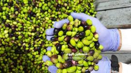جولة في معاصر الزيتون بمحافظة خانيونس جنوبي قطاع غزة7