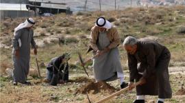 زراعة الزيتون