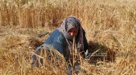 موسم حصاد القمح