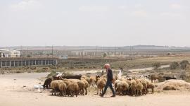 رعاة الأغنام (8).JPG