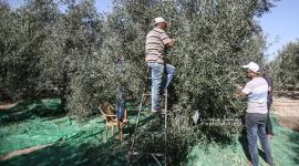مستوطنون يسرقون ثمار الزيتون في سبسطية