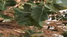 شجرة في السعودية.jpg