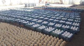 ينتج بمعجون الحوائط.. ضبط مصنع ينتج أجبان فاسدة في مصر