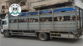 الضابطة الجمركية تضبط 3 شاحنات قادمة من (إسرائيل) محملة بـ 119 عجلًا