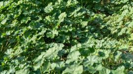 الخبيزة.