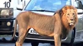 أسد طليق يتجول في شوارع مدينة باكستانية