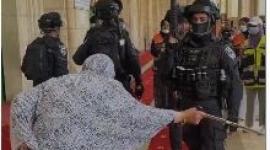 مسنة.JPG