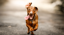 ما هو الحيوان الذي لا يلد ولا يبيض – حل لغز الحيوان الذي لا يلد ولا يبيض