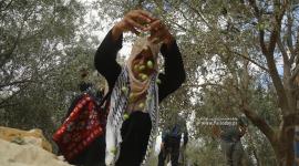 ارشيفية